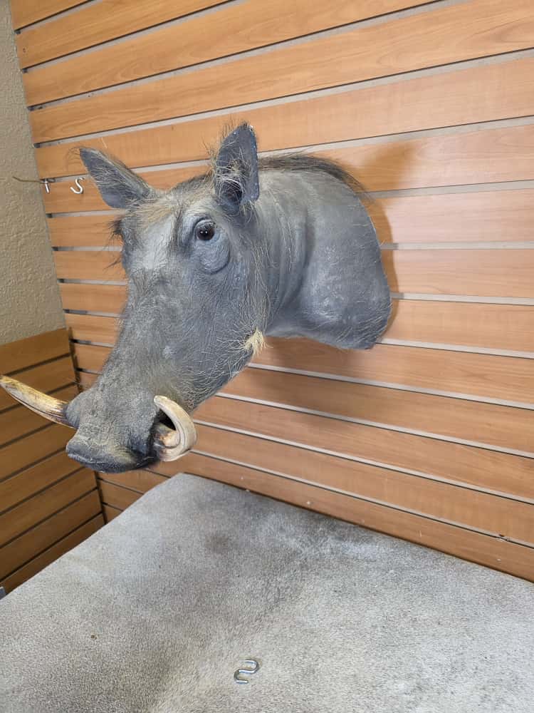 FHAB14 - African Warthog Head – Taxidermy Mount