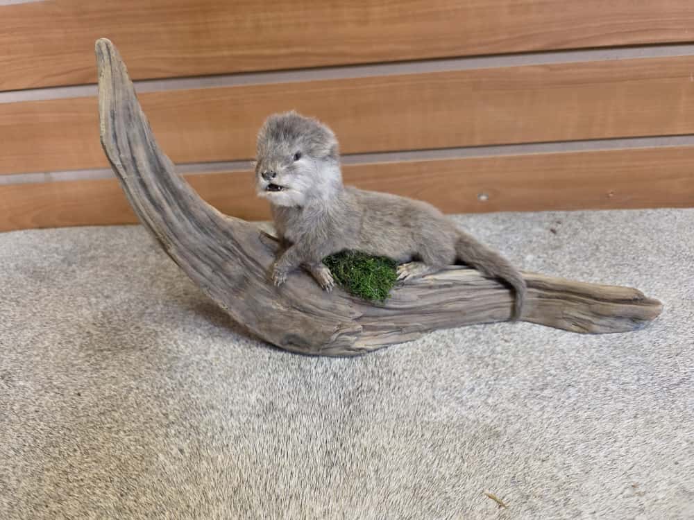 FHAB9 - Baby Otter Full Mount