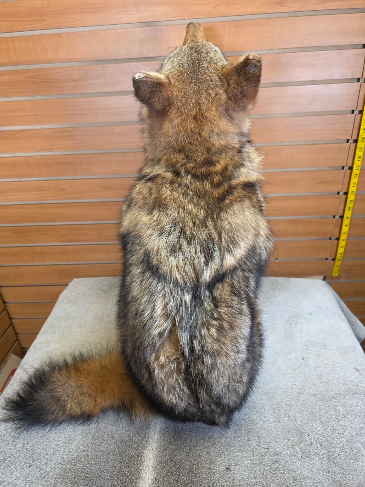 KMCY17 - Full-Body Coyote Taxidermy Mount