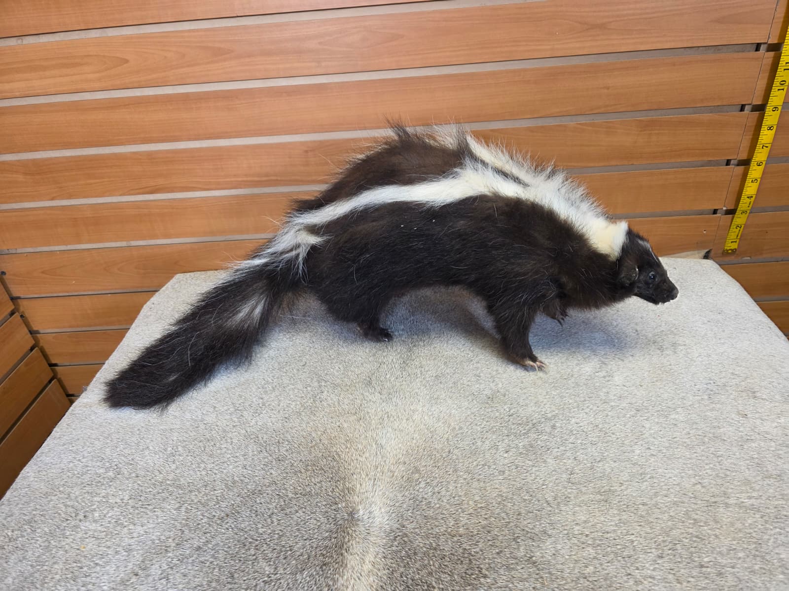 KMSK24 - Full-Body Skunk Taxidermy Mount