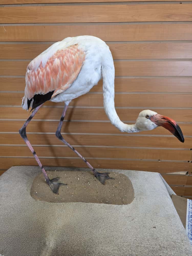 FHART12 - Chilean Flamingo Full Mount