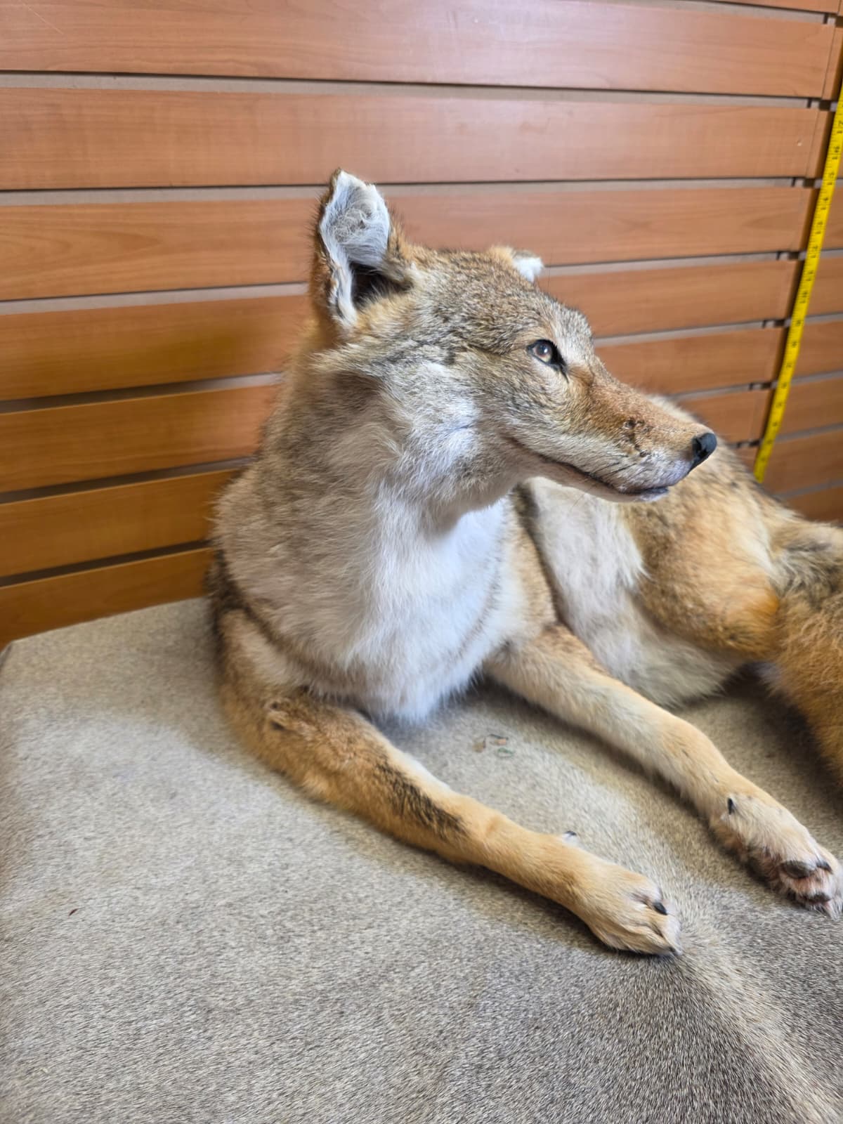 KMCY16 - Full-Body Coyote Taxidermy Mount