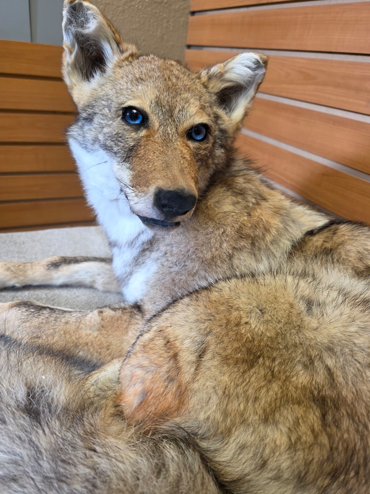 KMCY21 - Full-Body Coyote Taxidermy Mount