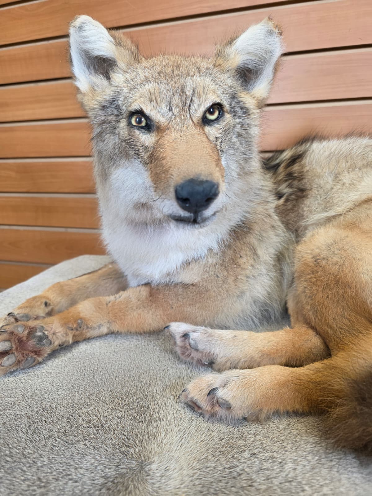 KMCY10 - Full-Body Coyote Taxidermy Mount