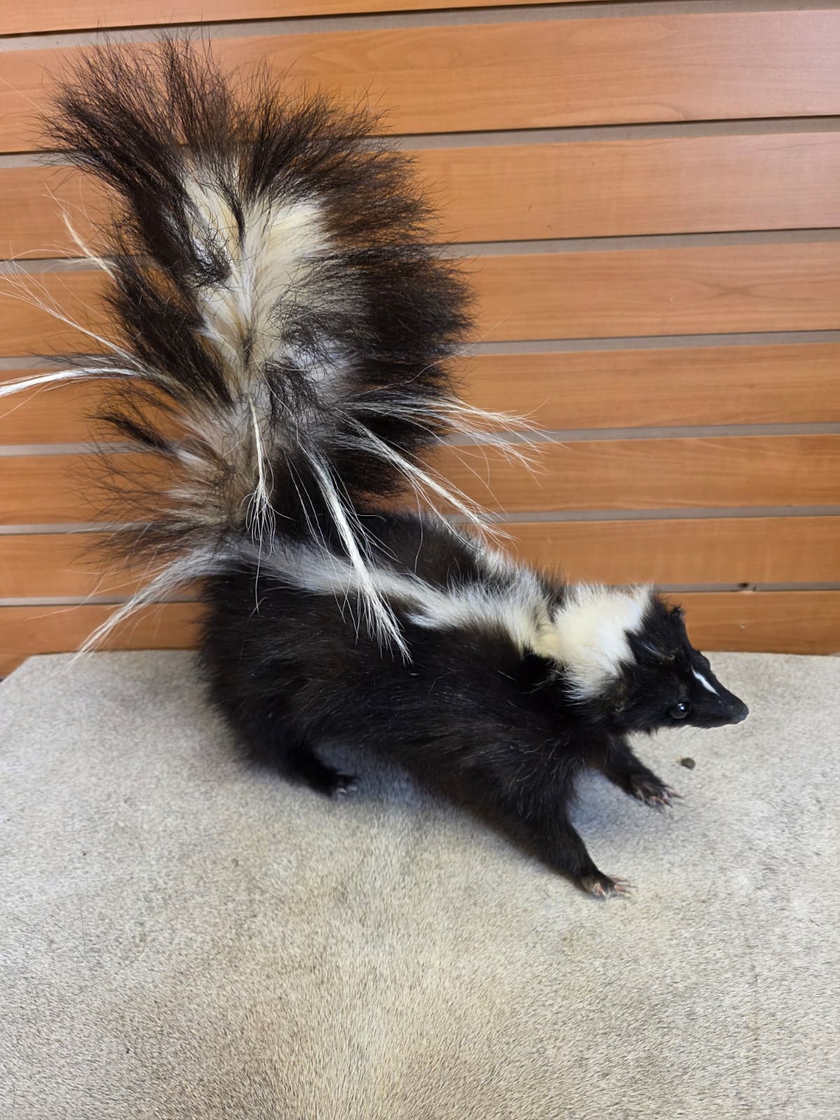KMSK25 - Full-Body Skunk Taxidermy Mount