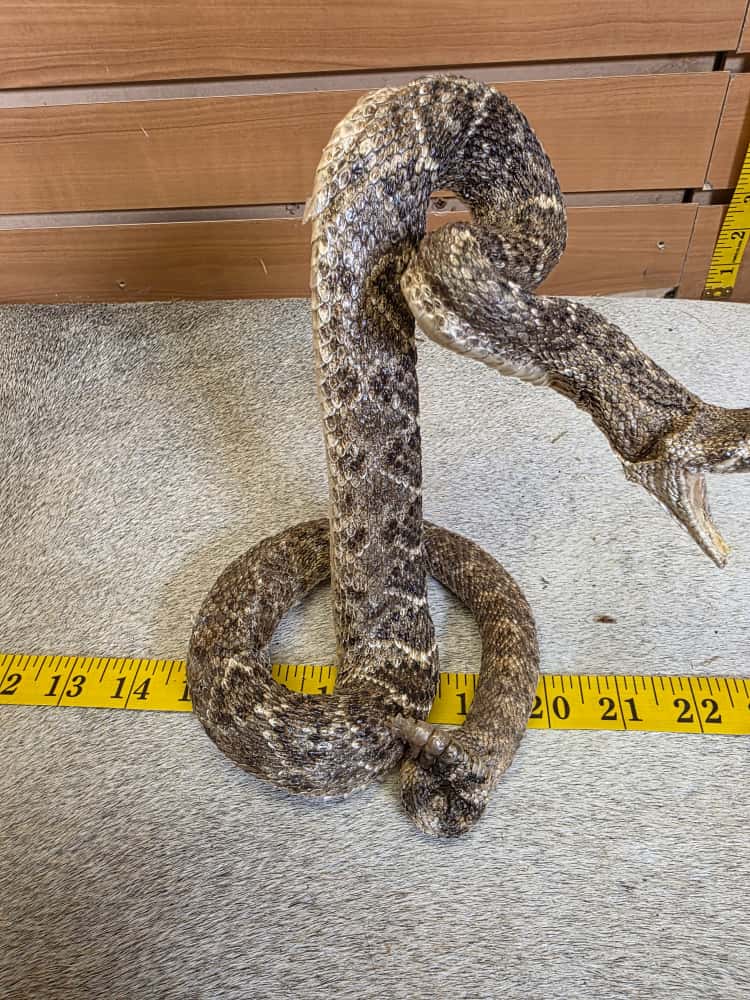 JTV283 - Western Diamondback Rattlesnake – Full Body Mount