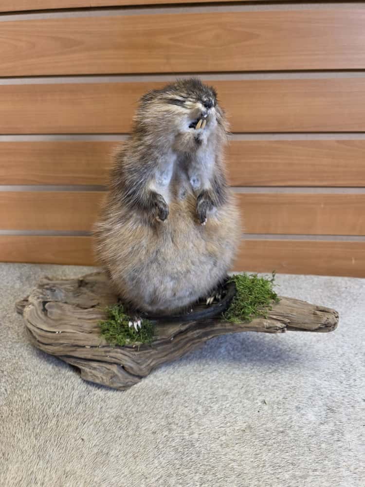 FHAB11 - Muskrat (Ondatra zibethicus) Full Mount