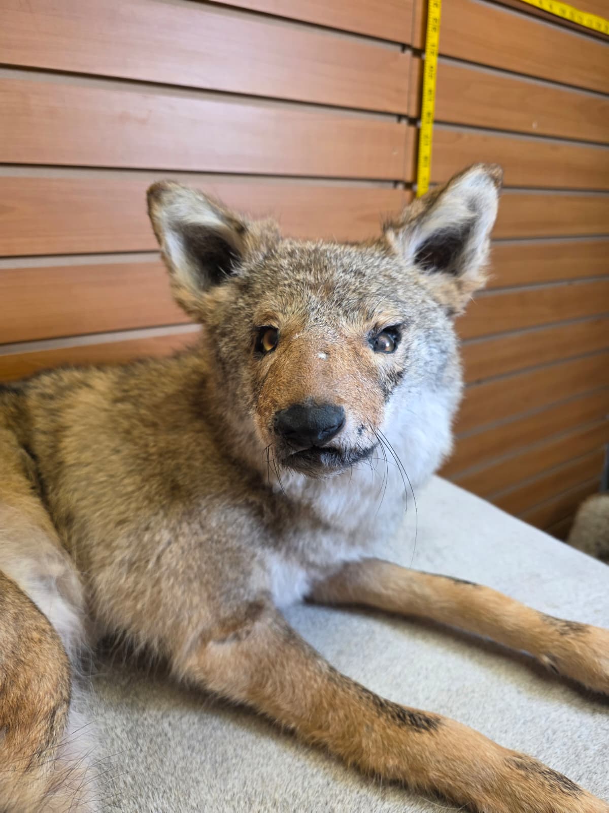 KMCY18 - Full-Body Coyote Taxidermy Mount