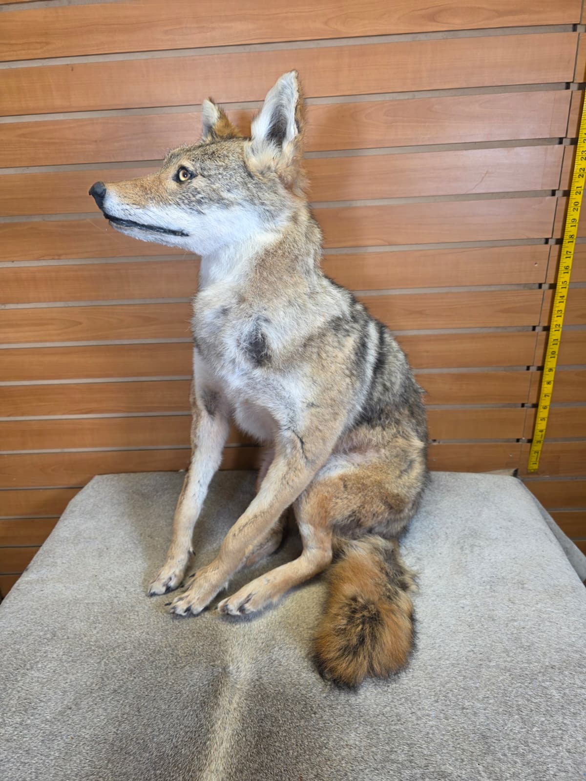 KMCY28 - Full-Body Coyote Taxidermy Mount
