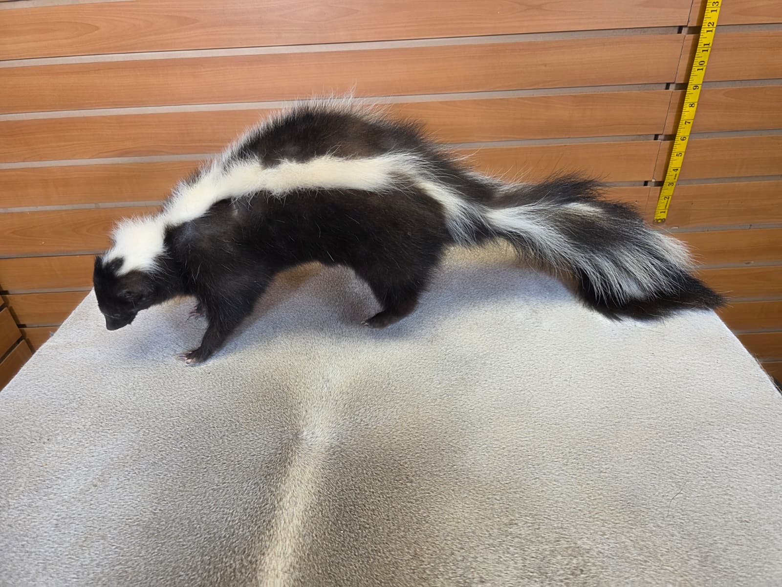 KMSK19 - Full-Body Skunk Taxidermy Mount