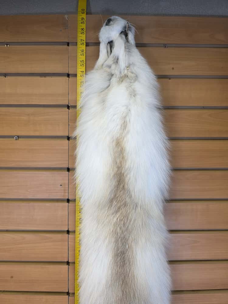 JTV291 - Champagne Fox Fur – Taxidermy Mount