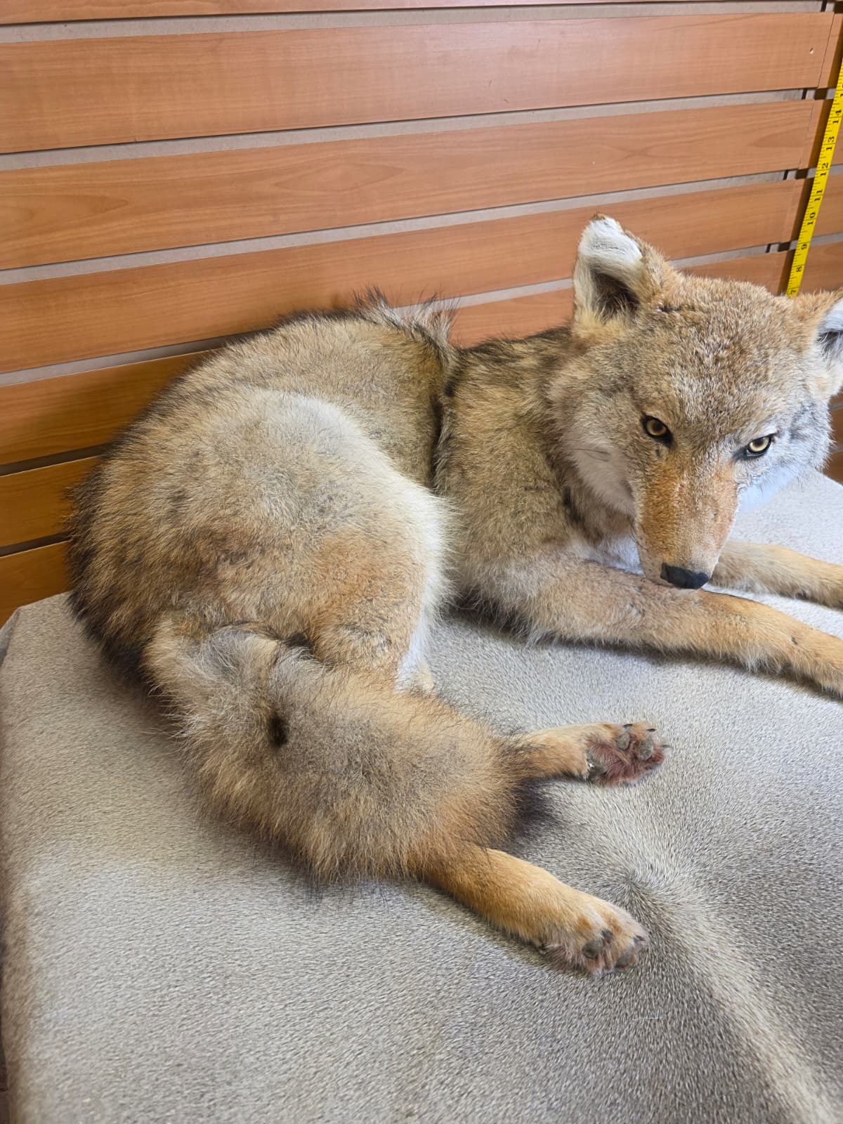 KMCY19 - Full-Body Coyote Taxidermy Mount