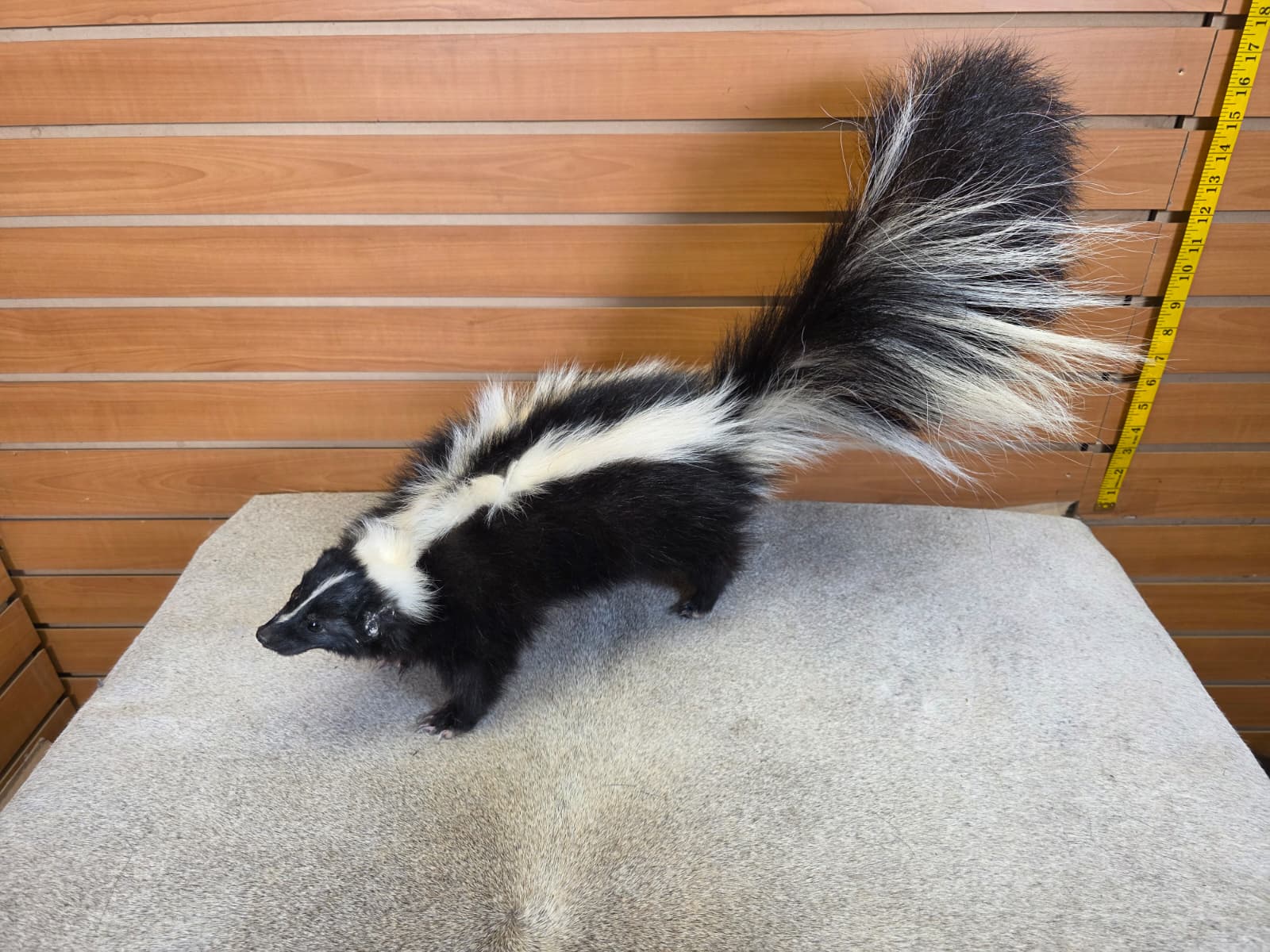 KMSK15 - Full-Body Skunk Taxidermy Mount