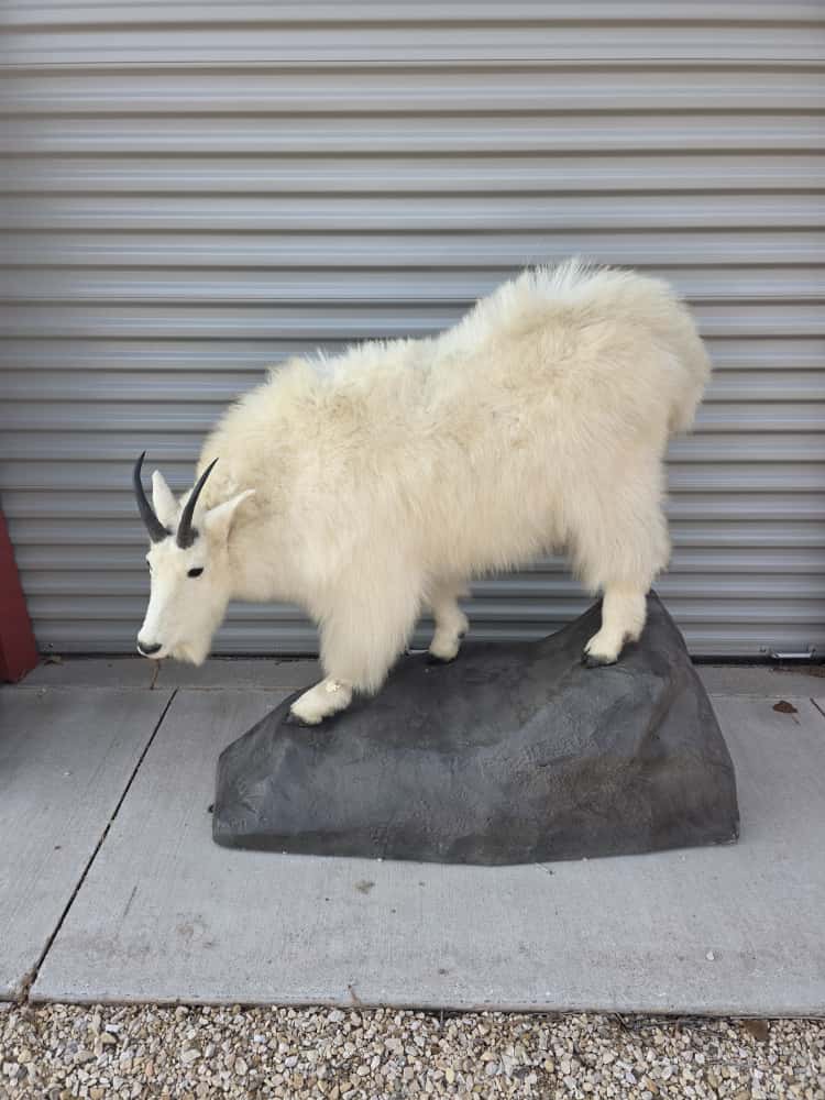FHCM67 - Mountain Goat Full Mount