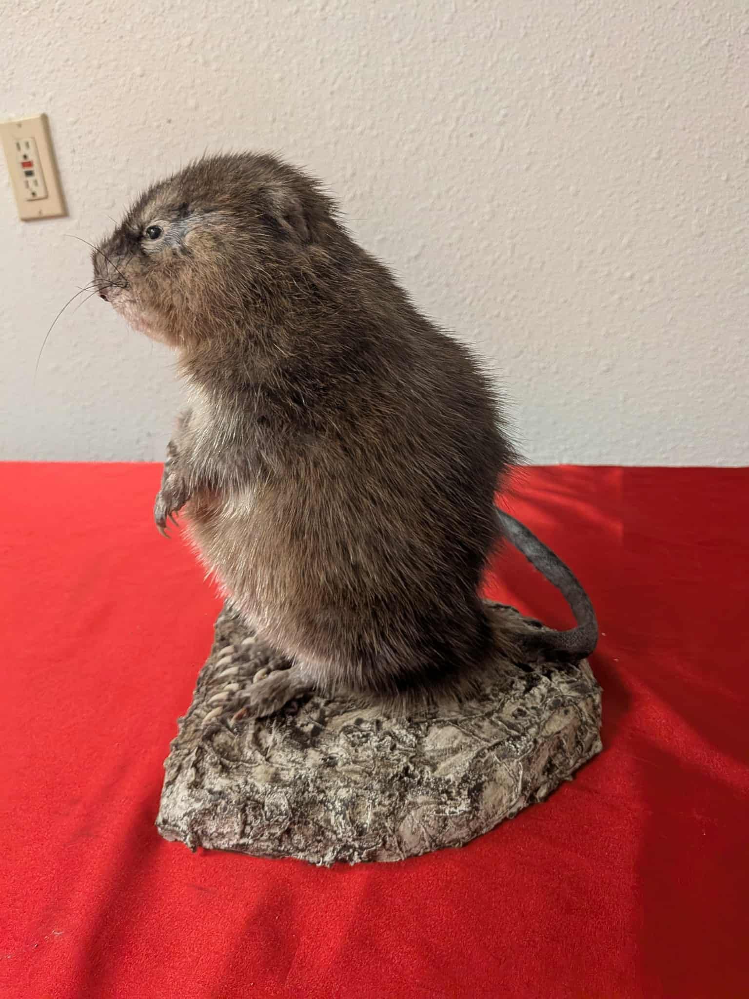FHSUZ14 - Muskrat Full Taxidermy Mount