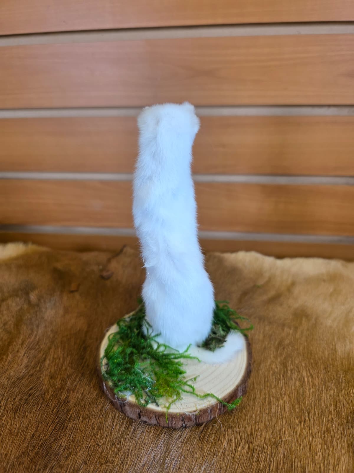 FHCK100 - Beautiful Adorable Weasel Ermine Small Animal Taxidermy