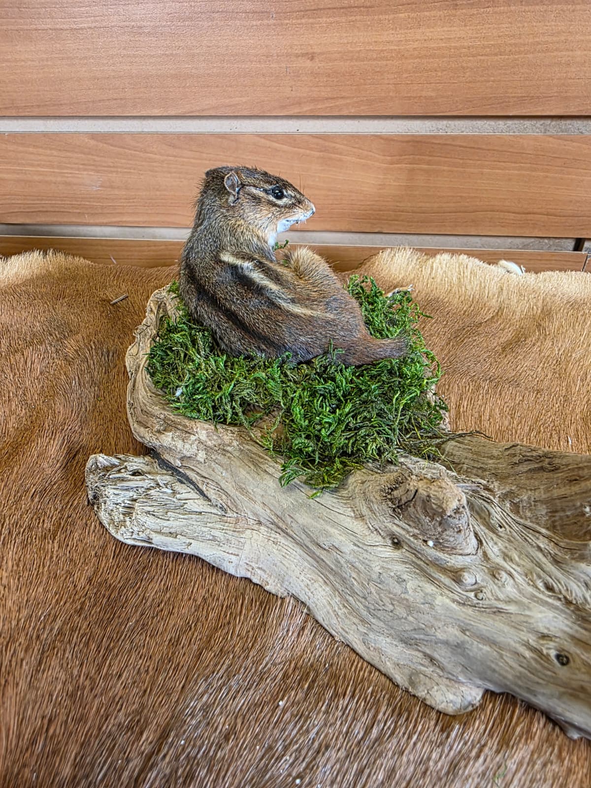 FHCK111 - Chipmunk Taxidermy Mount