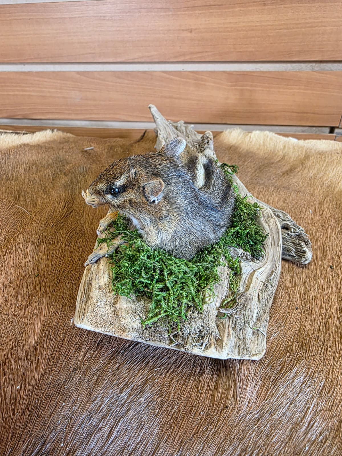 FHCK111 - Chipmunk Taxidermy Mount