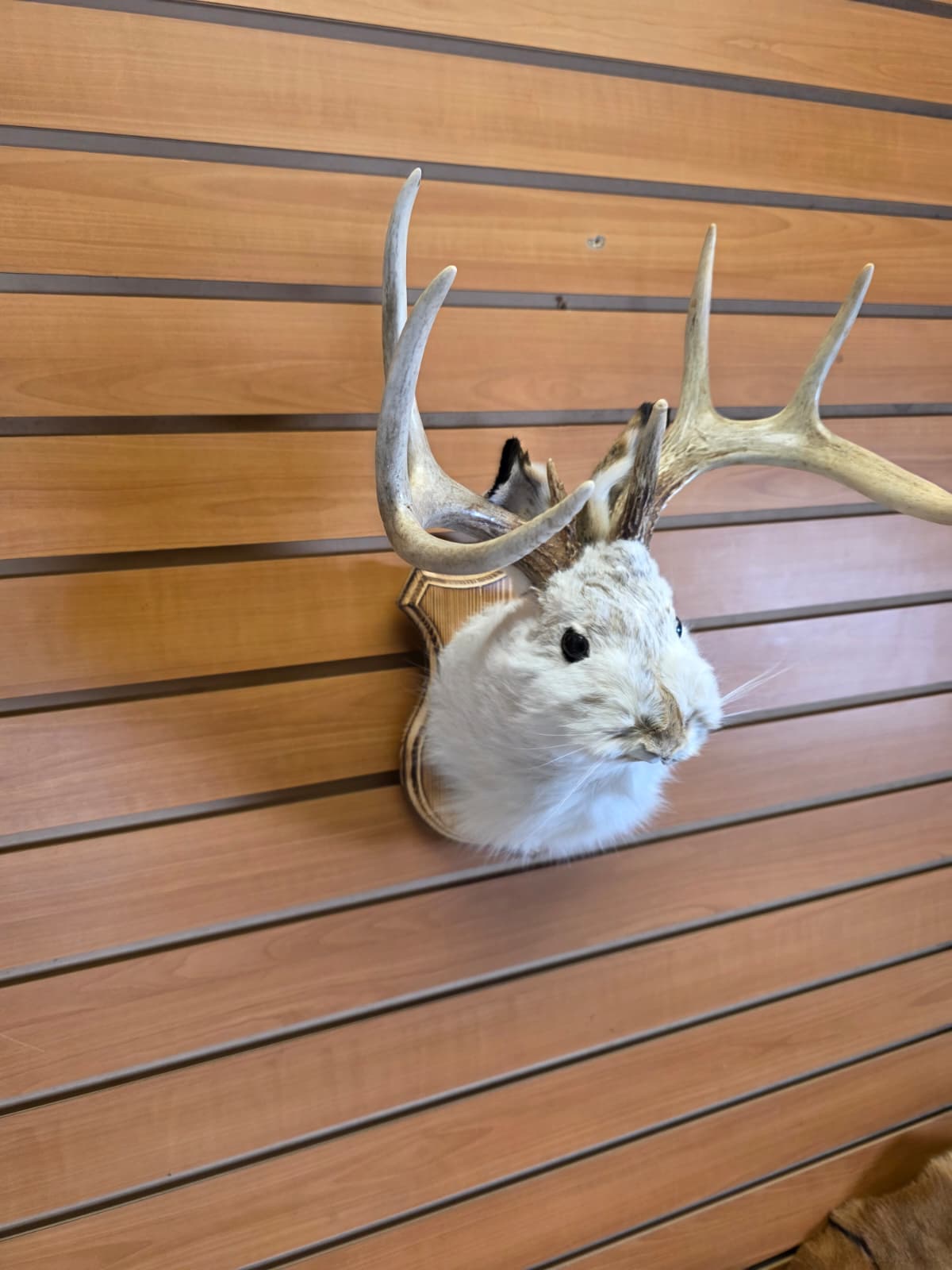 FHJK9 - Jackalope Head Taxidermy Mount