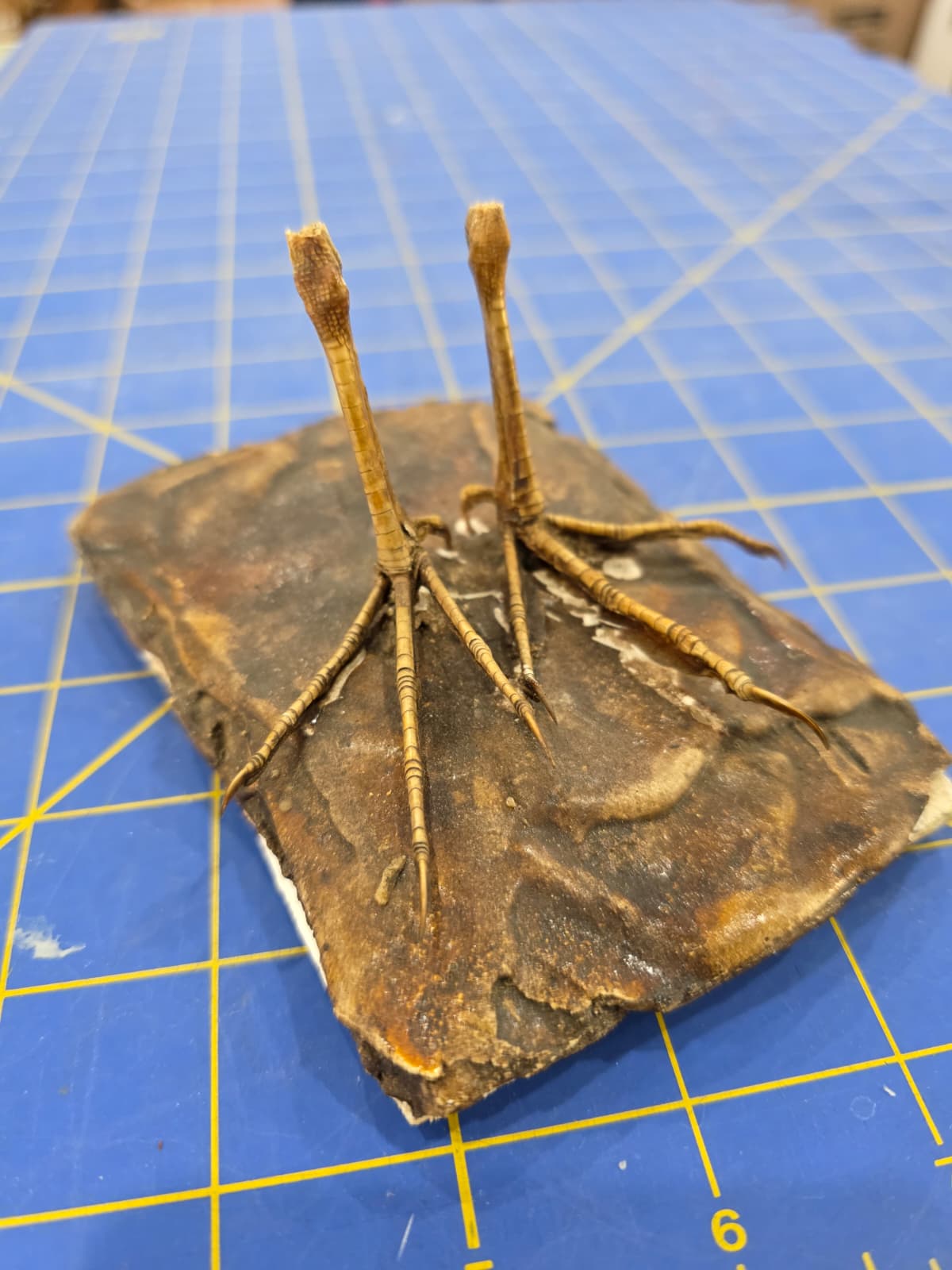 JTV317 - Water Rail Feet – Lifelike Taxidermy Specimen