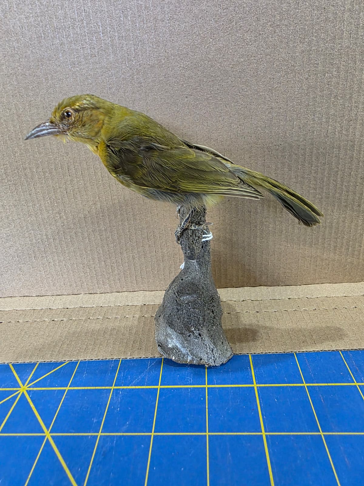 Jtv315 - Maila Grata Taxidermy Bird Mount
