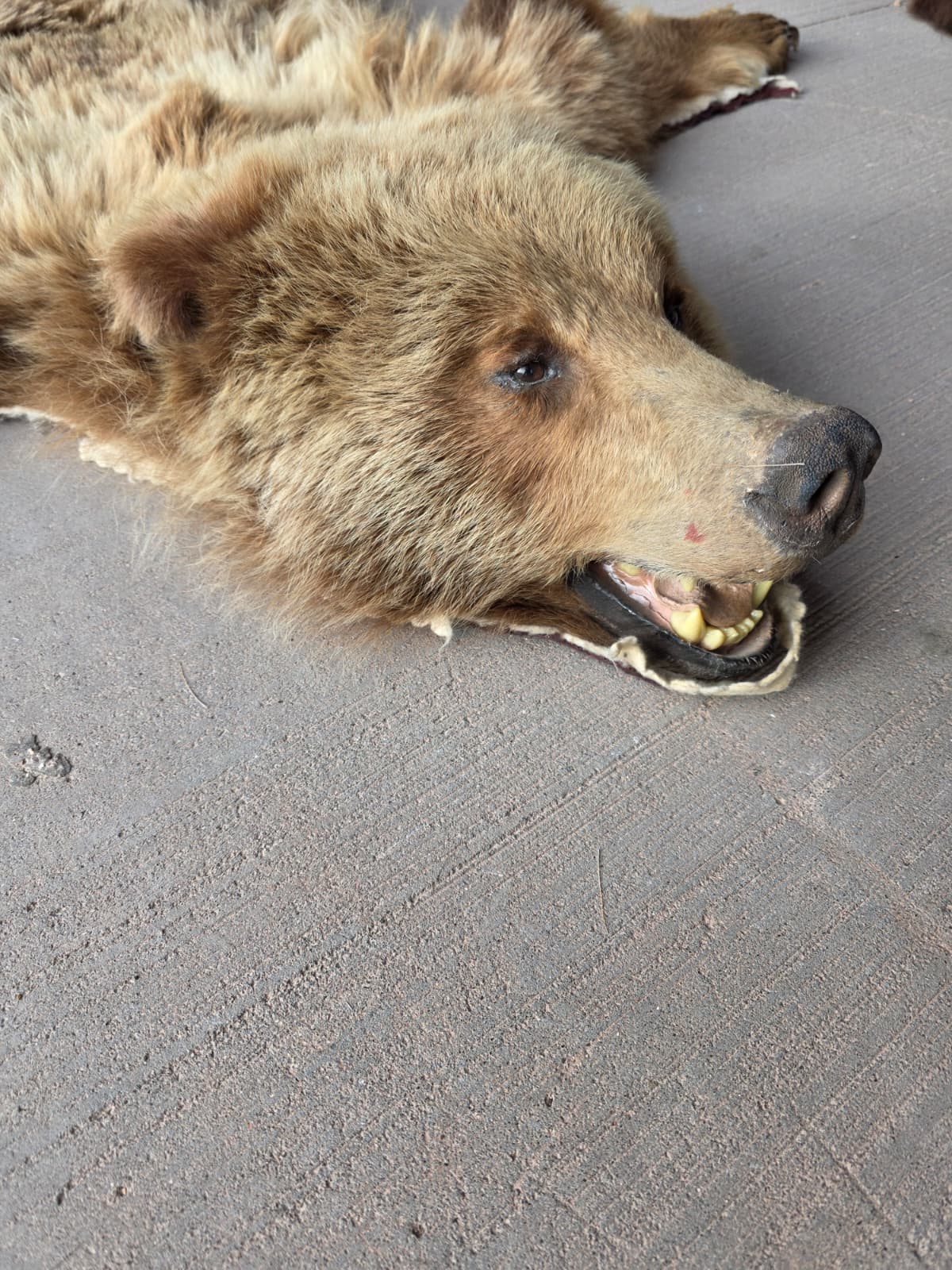 FHAB29 - Griz Taxidermy – Mitchell, SD (Bear Skin)