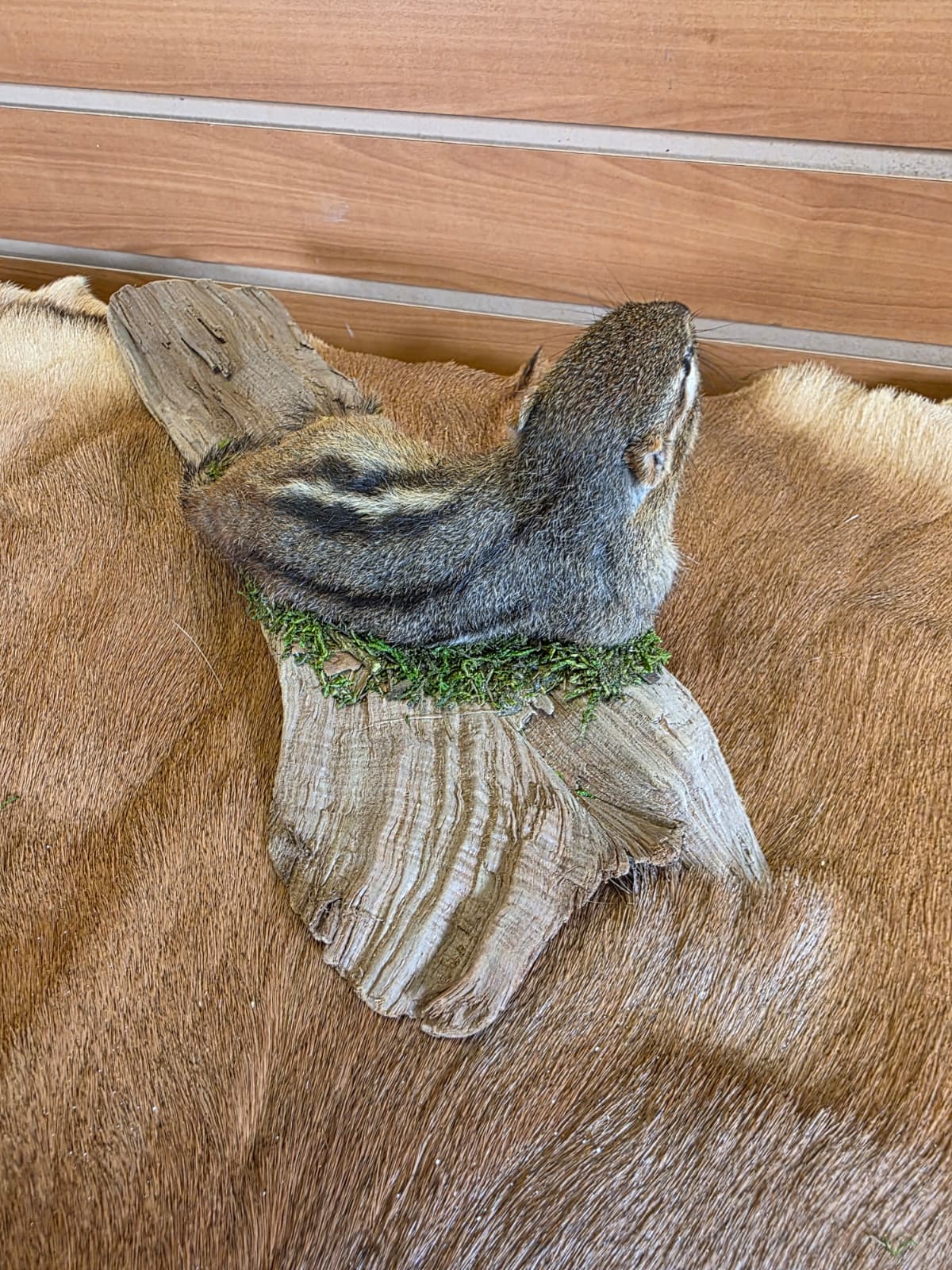 FHCK110 - Chipmunk Taxidermy Mount