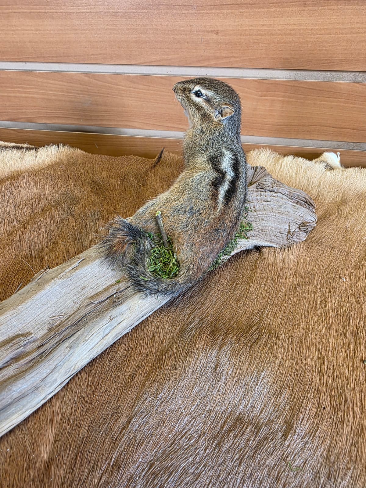 FHCK110 - Chipmunk Taxidermy Mount