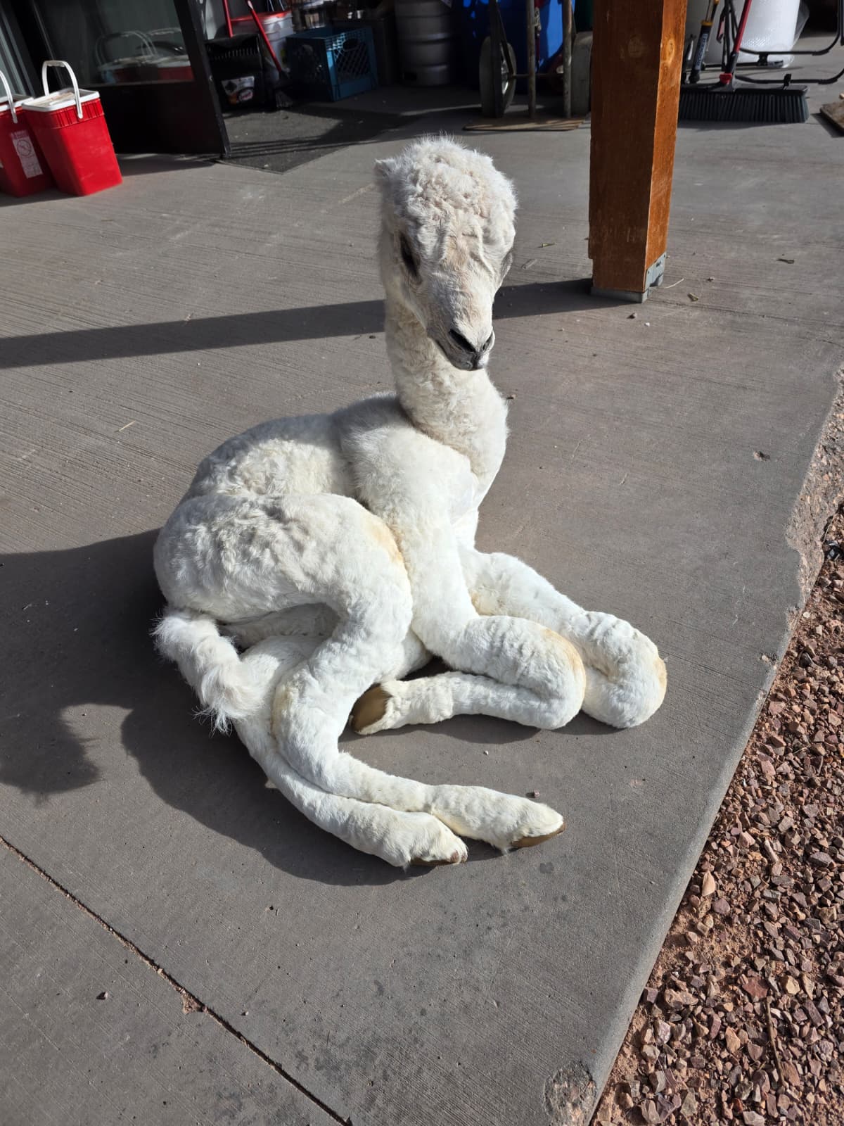 FHAB17 - Alpacas – Camelids Full-Body Taxidermy Mount