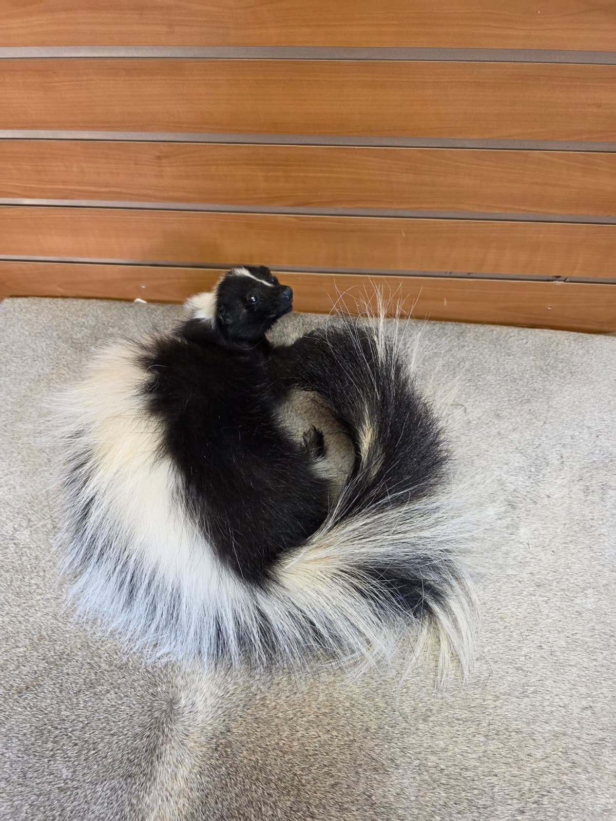 KMSK20 - Full-Body Skunk Taxidermy Mount