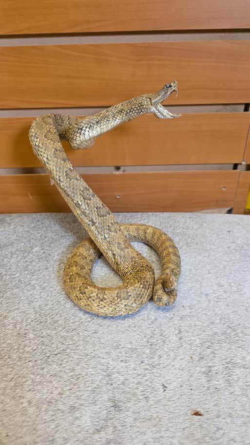 JTV284 - Aruba Island Rattlesnake – Full Body Mount