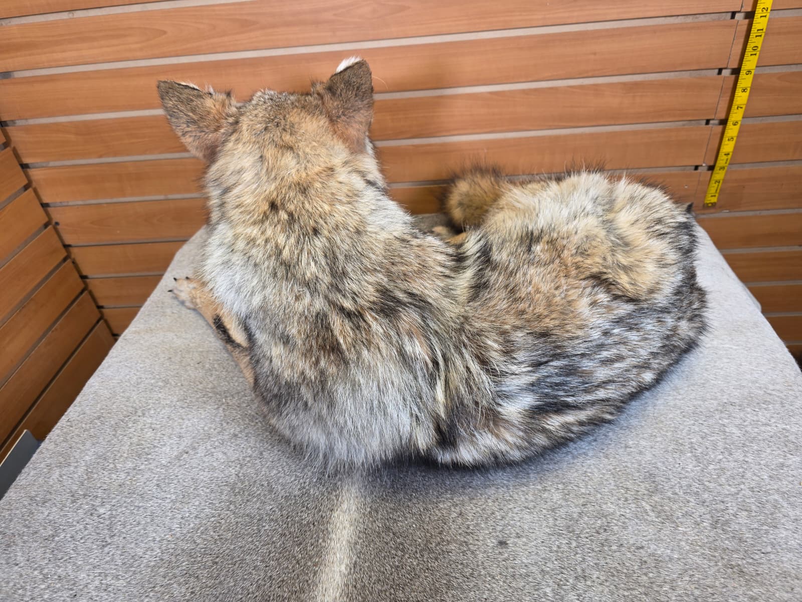 KMCY12 - Full-Body Coyote Taxidermy Mount