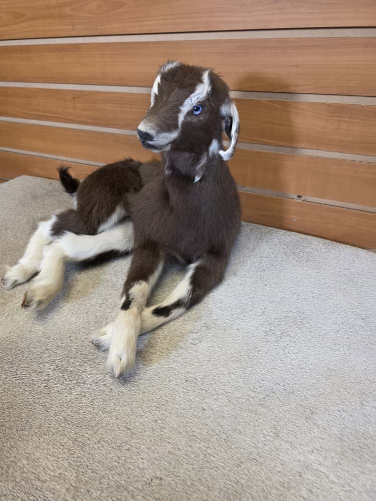 FHAB12 - Toggenburg Goat – Full Body Mount