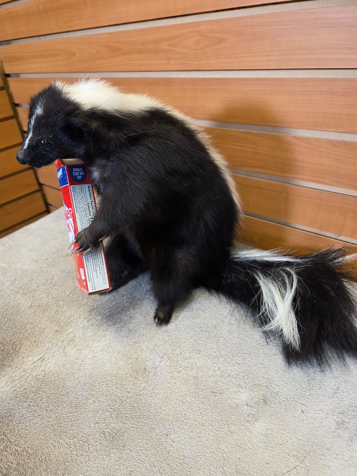 KMSK36 - Full-Body Skunk Taxidermy Mount
