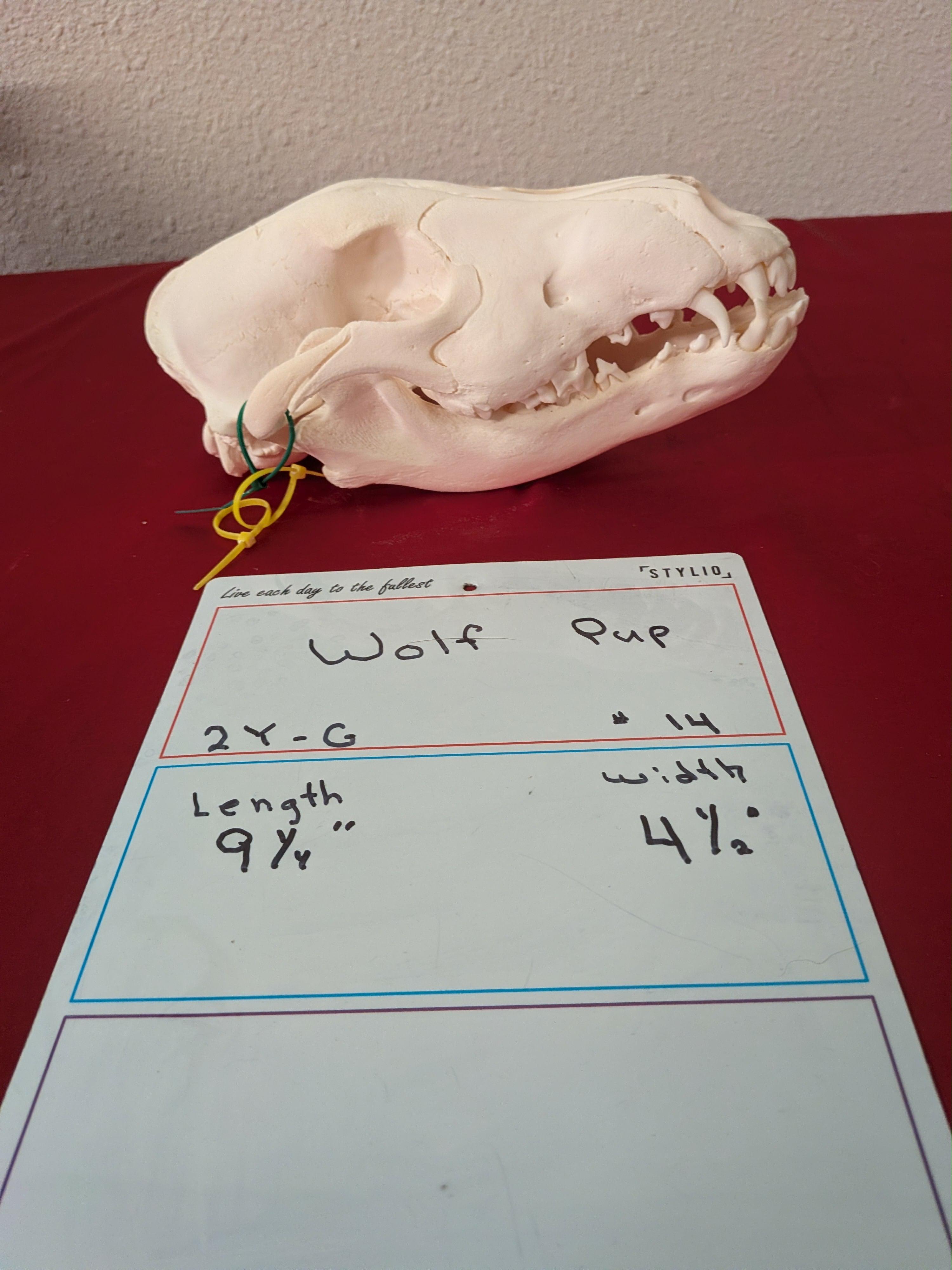 FHSUZW14 - Wolf Pup Skull taxidermy