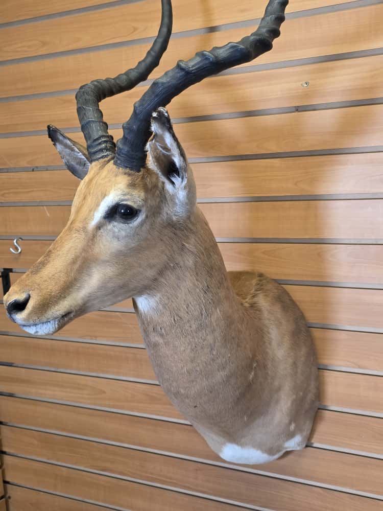 FHCM66 - Impala Head – Taxidermy Mount