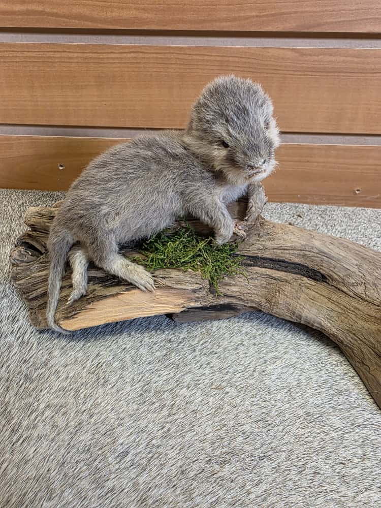 FHAB9 - Baby Otter Full Mount