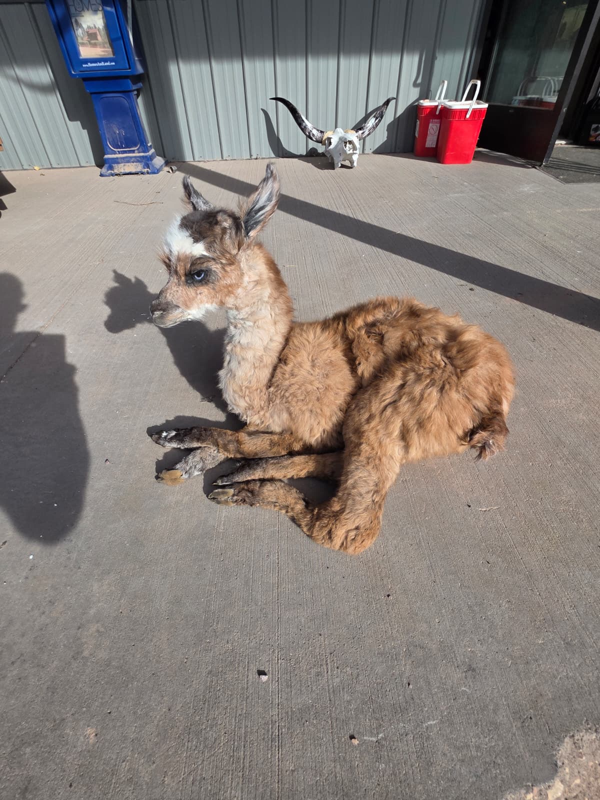 FHAB18 - Full-Body Alpaca Taxidermy Mount