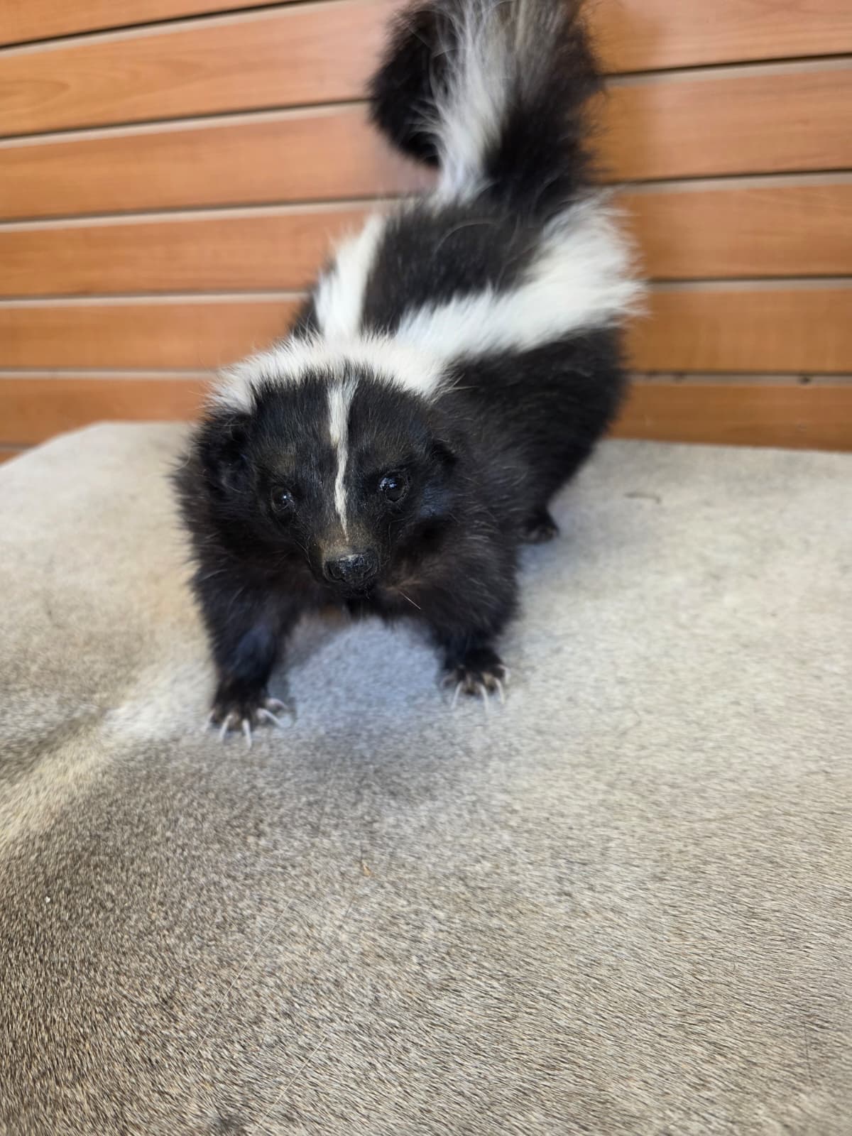 KMSK21 - Full-Body Skunk Taxidermy Mount