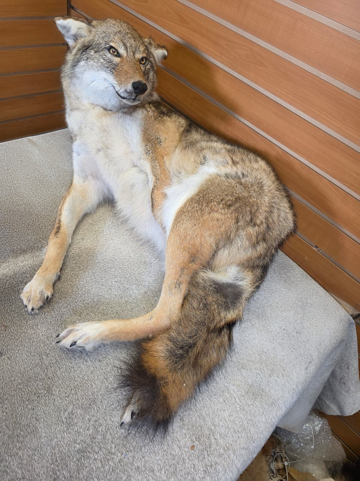 KMCY35 - Full-Body Coyote Taxidermy Mount