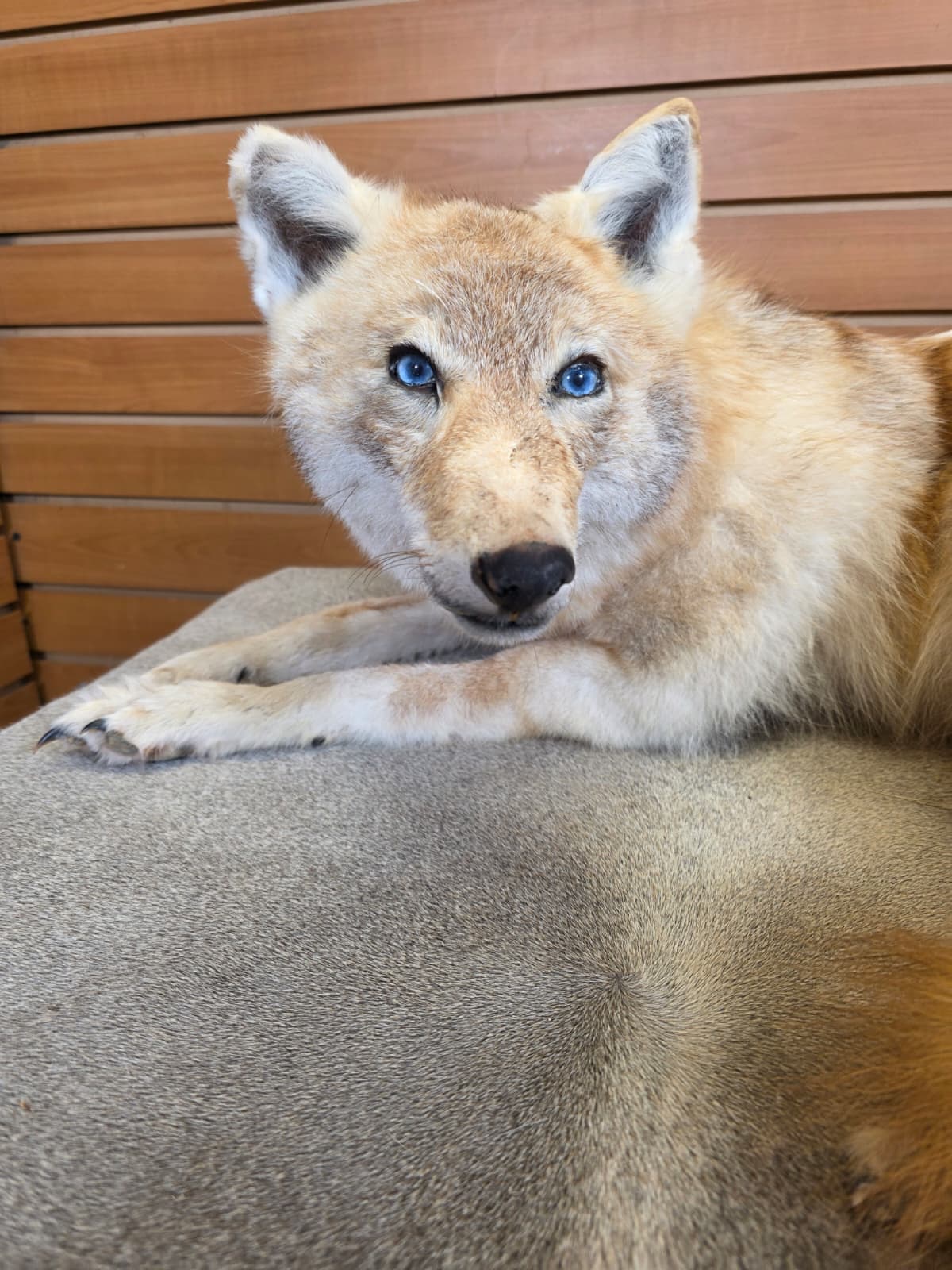 KMCY27 - Full-Body Coyote Taxidermy Mount