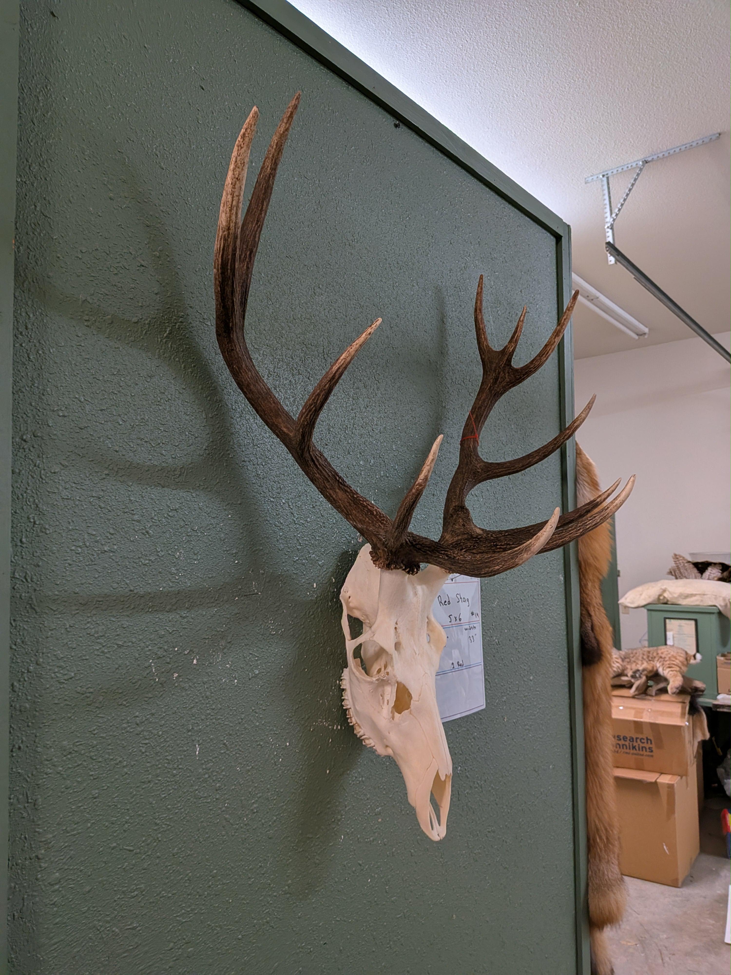 FHSUZ7 - Red Stag Skull For Sale Taxidermy Mount