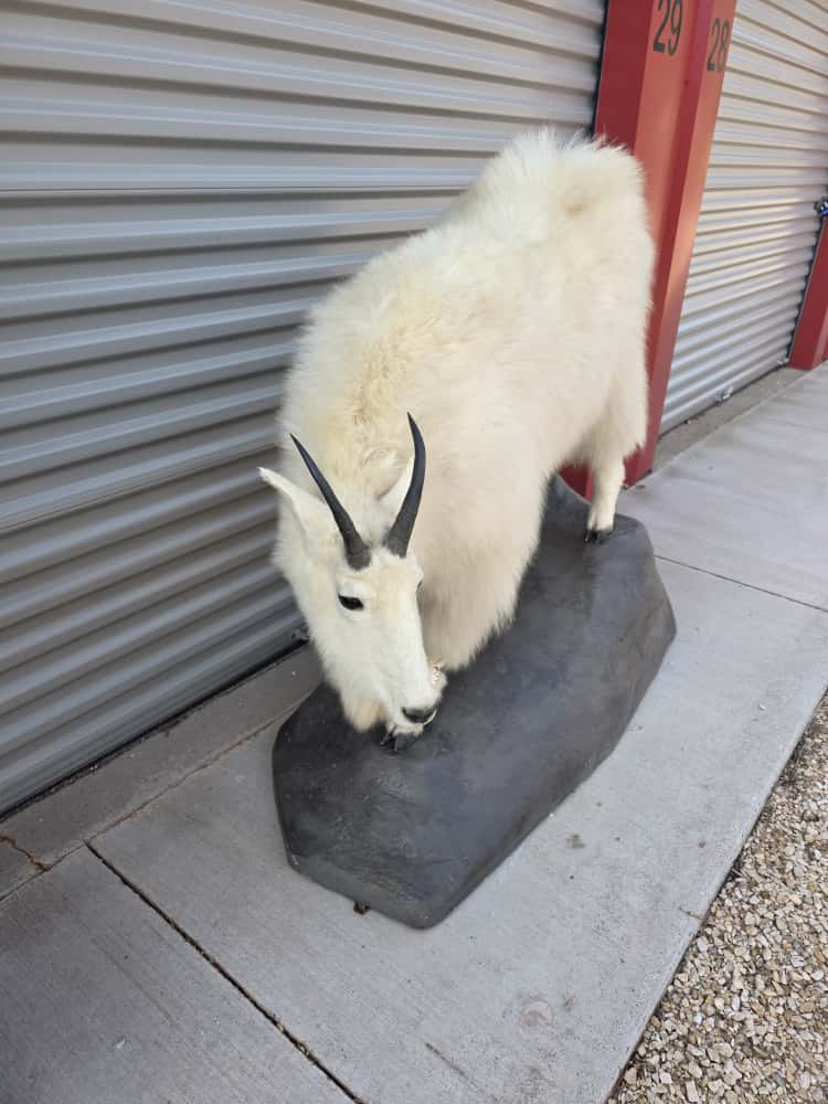 FHCM67 - Mountain Goat Full Mount