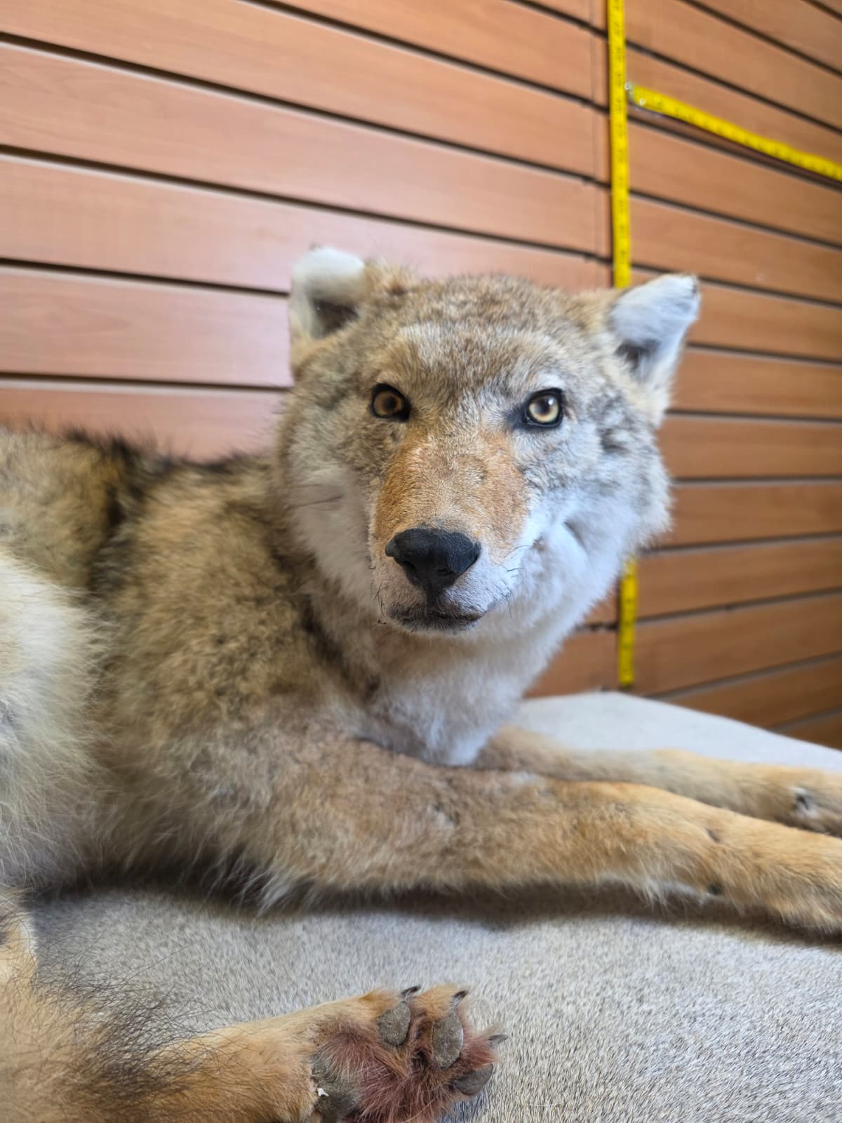 KMCY19 - Full-Body Coyote Taxidermy Mount