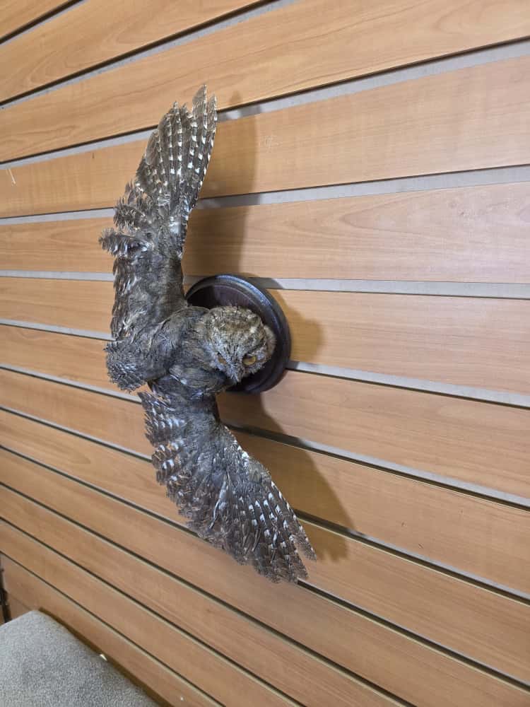 JTV274 - Eurasian Scops Owl Full Mount