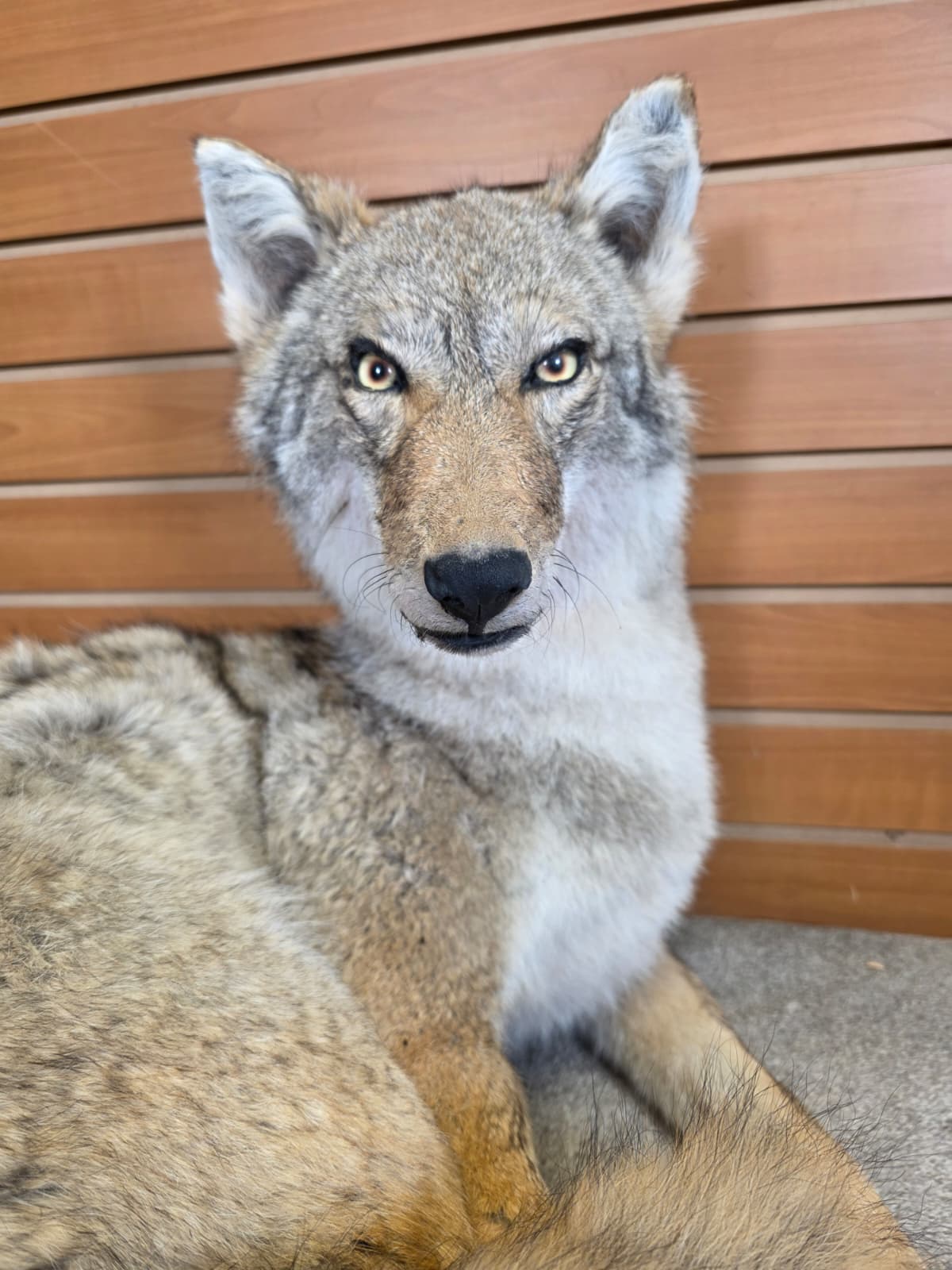 KMCY15 - Full-Body Coyote Taxidermy Mount