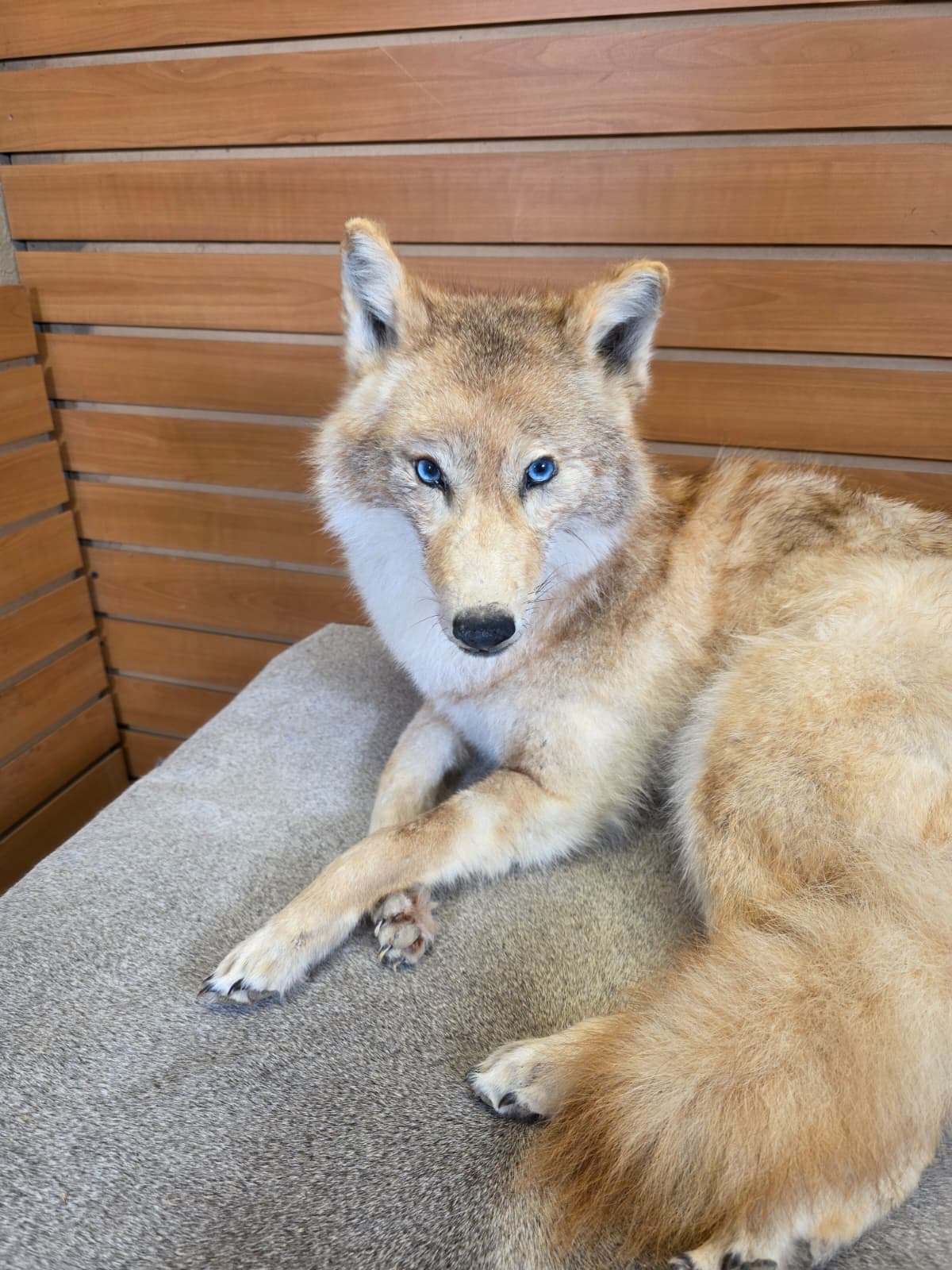 KMCY31 - Full-Body Coyote Taxidermy Mount