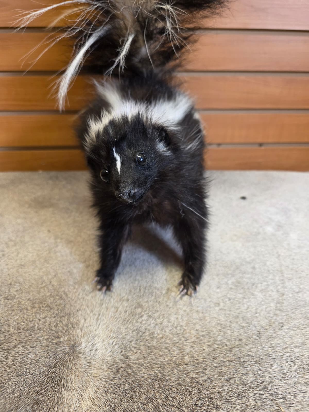 KMSK25 - Full-Body Skunk Taxidermy Mount