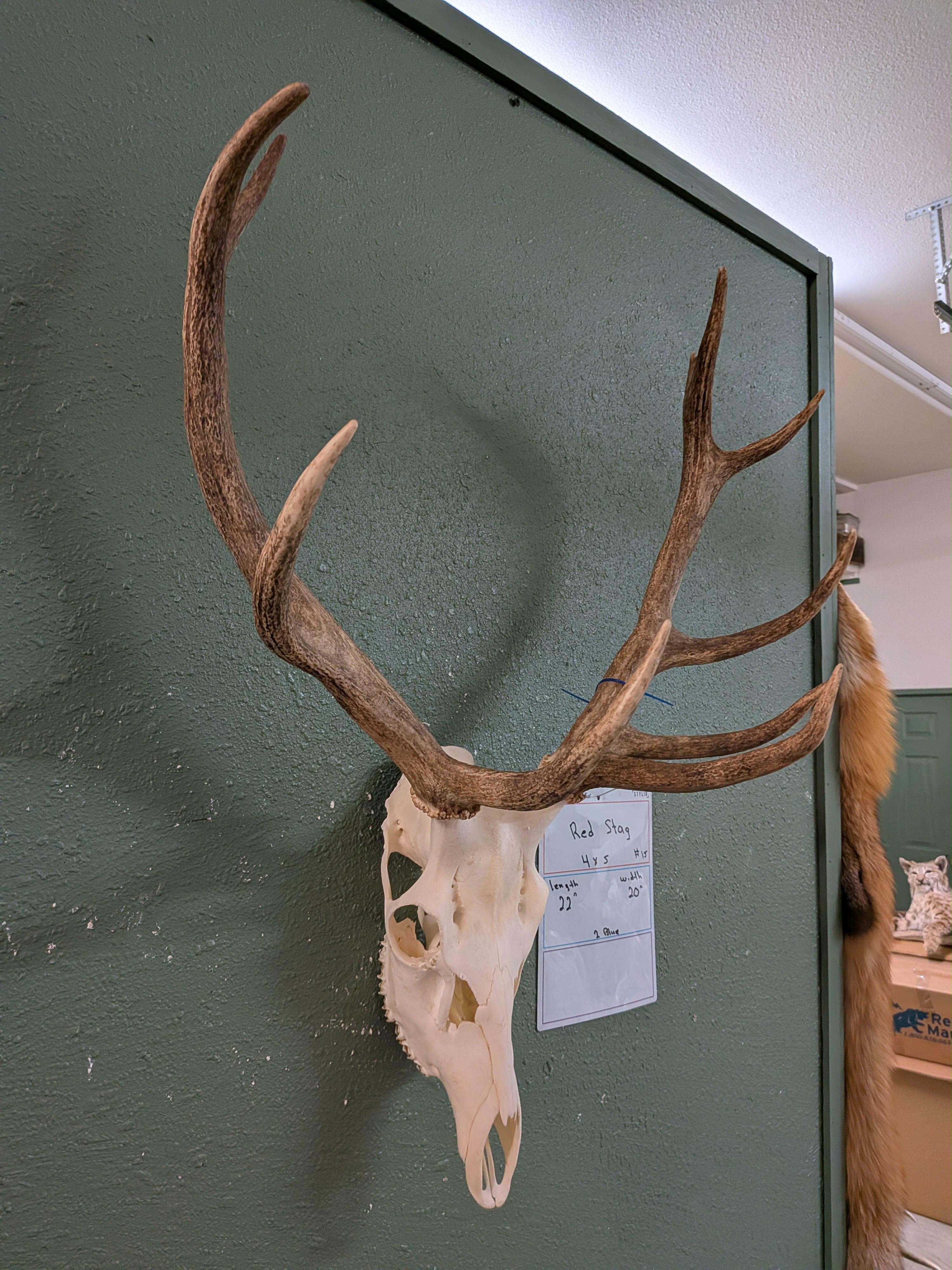 FHSUZ12 - Red Stag Skull For Sale Taxidermy Mount