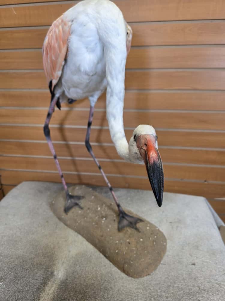 FHART12 - Chilean Flamingo Full Mount